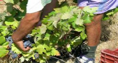 8 &Sigma;&epsilon;&pi;&tau;&epsilon;&mu;&beta;&rho;ί&omicron;&upsilon; &omicron; &tau;&rho;ύ&gamma;&omicron;&sigmaf; &sigma;&tau;&alpha;&phi;&upsilon;&lambda;&iota;ώ&nu; &pi;&omicron;&iota;&kappa;&iota;&lambda;ί&alpha;&sigmaf; &Lambda;&eta;&mu;&nu;&iota;ό