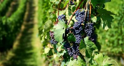 &Alpha;&nu;&alpha;&pi;&tau;&upsilon;&xi;&iota;&alpha;&kappa;ή &Epsilon;&tau;&alpha;&iota;&rho;&epsilon;ί&alpha; &Lambda;ή&mu;&nu;&omicron;&upsilon;: &Eta;&mu;&epsilon;&rho;ί&delta;&alpha; &sigma;&tau;&rho;&alpha;&tau;&eta;&gamma;&iota;&kappa;ή&sigmaf; &sigma;&eta;&mu;&alpha;&sigma;ί&alpha;&sigmaf; &laquo;&Mu;&iota;&lambda;ώ&nu;&tau;&alpha;&sigmaf; &gamma;&iota;&alpha; &omicron;&iota;&nu;&omicron;&tau;&omicron;&upsilon;&rho;&iota;&sigma;&tau;&iota;&kappa;έ&sigmaf; &epsilon;&mu;&pi;&epsilon;&iota;&rho;ί&epsilon;&sigmaf;&raquo;