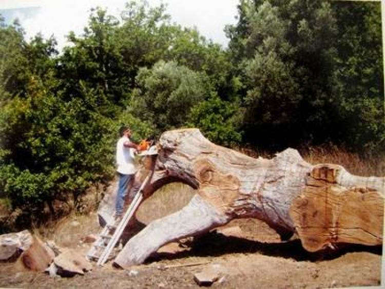 Έ&gamma;&kappa;&rho;&iota;&sigma;&eta; &gamma;&iota;&alpha; &sigma;&upsilon;&gamma;&kappa;&omicron;&mu;&iota;&delta;ή &xi;&epsilon;&rho;ώ&nu; &kappa;&omicron;&rho;&mu;ώ&nu; &delta;έ&nu;&tau;&rho;&omega;&nu; &sigma;&tau;&eta; &Lambda;ή&mu;&nu;&omicron;