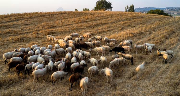 &Sigma;&tau;&omicron; &pi;&lambda;&epsilon;&upsilon;&rho;ό &tau;&omega;&nu; &kappa;&tau;&eta;&nu;&omicron;&tau;&rho;ό&phi;&omega;&nu; &tau;&eta;&sigmaf; &Lambda;έ&sigma;&beta;&omicron;&upsilon; &omicron;&iota; &epsilon;&rho;&gamma;&alpha;&zeta;ό&mu;&epsilon;&nu;&omicron;&iota; &sigma;&tau;&iota;&sigmaf; &Delta;.&Omicron;.&Upsilon;. &Lambda;έ&sigma;&beta;&omicron;&upsilon;, &Chi;ί&omicron;&upsilon; &kappa;&alpha;&iota; &Lambda;ή&mu;&nu;&omicron;&upsilon;