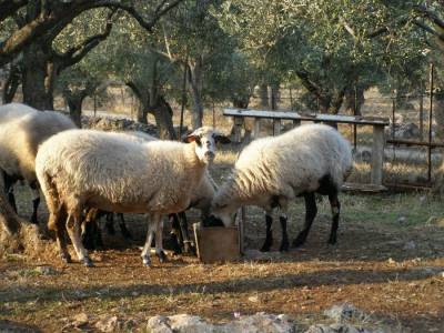 &Sigma;&epsilon; &Lambda;ή&mu;&nu;&omicron; &kappa;&alpha;&iota; Ά&gamma;&iota;&omicron; &Epsilon;&upsilon;&sigma;&tau;&rho;ά&tau;&iota;&omicron; &omicron; &pi;&rho;&omicron;ϊ&sigma;&tau;ά&mu;&epsilon;&nu;&omicron;&sigmaf; &tau;&eta;&sigmaf; &Kappa;&tau;&eta;&nu;&iota;&alpha;&tau;&rho;&iota;&kappa;ή &Upsilon;&pi;&eta;&rho;&epsilon;&sigma;ί&alpha;&sigmaf; &tau;&eta;&sigmaf; &Pi;&epsilon;&rho;&iota;&phi;έ&rho;&epsilon;&iota;&alpha;&sigmaf;