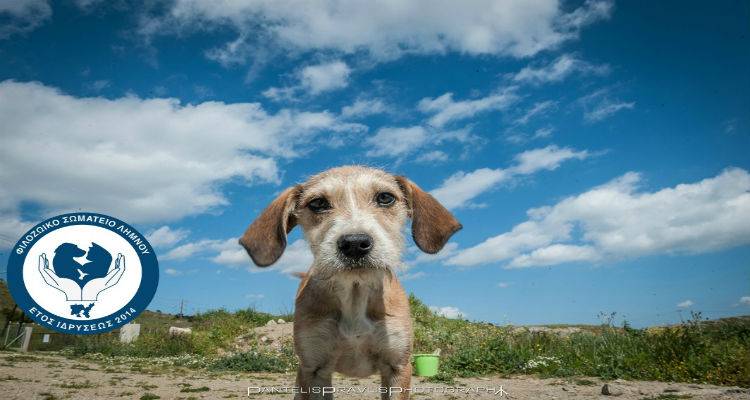 &Sigma;&epsilon; &epsilon;&kappa;&lambda;&omicron;&gamma;έ&sigmaf; &pi;&rho;&omicron;&chi;&omega;&rho;ά&epsilon;&iota; &tau;&omicron; &Phi;&iota;&lambda;&omicron;&zeta;&omega;&iota;&kappa;ό &Sigma;&omega;&mu;&alpha;&tau;&epsilon;ί&omicron; &Lambda;ή&mu;&nu;&omicron;&upsilon;