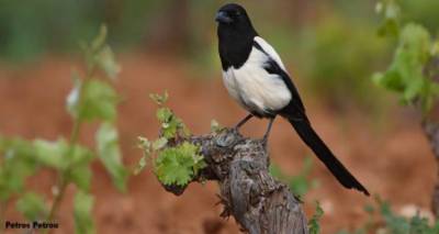 &Lambda;ή&mu;&nu;&omicron;&sigmaf;: &Pi;&rho;ό&gamma;&rho;&alpha;&mu;&mu;&alpha; &epsilon;&lambda;έ&gamma;&chi;&omicron;&upsilon; &pi;&lambda;&eta;&theta;&upsilon;&sigma;&mu;&omicron;ύ &kappa;&omicron;&rho;&alpha;&kappa;&omicron;&epsilon;&iota;&delta;ώ&nu; 2018-2019