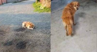 &Lambda;ή&mu;&nu;&omicron;&sigmaf;: &Chi;ά&theta;&eta;&kappa;&epsilon; &sigma;&kappa;ύ&lambda;&omicron;&sigmaf; &sigma;&tau;&omicron; &Kappa;&alpha;&rho;&pi;ά&sigma;&iota;