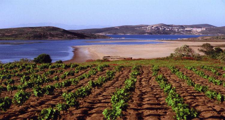 &Sigma;&upsilon;&mu;&beta;&omicron;&upsilon;&lambda;έ&sigmaf; &phi;&upsilon;&tau;&omicron;&pi;&rho;&omicron;&sigma;&tau;&alpha;&sigma;ί&alpha;&sigmaf; &alpha;&mu;&pi;έ&lambda;&omicron;&upsilon; &alpha;&pi;ό &tau;&omicron; &Tau;&mu;ή&mu;&alpha; &Alpha;&gamma;&rho;&omicron;&tau;&iota;&kappa;ή &Omicron;&iota;&kappa;&omicron;&nu;&omicron;&mu;ί&alpha;&sigmaf; &Lambda;ή&mu;&nu;&omicron;&upsilon;