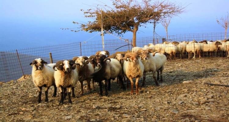 &Omicron;&iota;&kappa;&omicron;&nu;&omicron;&mu;&iota;&kappa;ή &ldquo;&alpha;&nu;ά&sigma;&alpha;&rdquo; &gamma;&iota;&alpha; &tau;&omicron;&upsilon;&sigmaf; &kappa;&tau;&eta;&nu;&omicron;&tau;&rho;ό&phi;&omicron;&upsilon;&sigmaf; &tau;&eta;&sigmaf; &Lambda;ή&mu;&nu;&omicron;&upsilon;: Έ&omega;&sigmaf; 6 &epsilon;&upsilon;&rho;ώ &epsilon;&nu;ί&sigma;&chi;&upsilon;&sigma;&eta; &alpha;&nu;ά &zeta;ώ&omicron; &lambda;ό&gamma;&omega; &zeta;&omega;&omicron;&nu;ό&sigma;&omega;&nu; &kappa;&alpha;&iota; &alpha;&upsilon;&xi;&eta;&mu;έ&nu;&omicron;&upsilon; &kappa;ό&sigma;&tau;&omicron;&upsilon;&sigmaf;