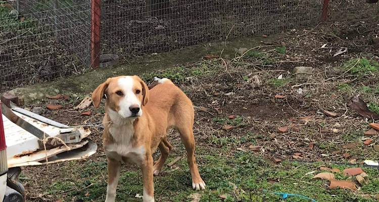 Παλαιολόγος Κυριαζής: «Σήμερα με περίμενε ένας επισκέπτης. Κάποιος δεν τον ήθελε και τον εγκατέλειψε σε μένα»