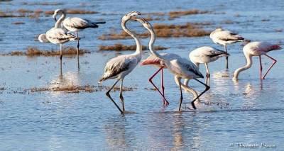 &Pi;&epsilon;&rho;&iota;&phi;έ&rho;&epsilon;&iota;&alpha; &Beta;. &Alpha;&iota;&gamma;&alpha;ί&omicron;&upsilon;: &Delta;&eta;&mu;ό&sigma;&iota;&alpha; &Delta;&iota;&alpha;&beta;&omicron;ύ&lambda;&epsilon;&upsilon;&sigma;&eta; &gamma;&iota;&alpha; &tau;&omicron;&nu; &chi;&omega;&rho;&omicron;&tau;&alpha;&xi;&iota;&kappa;ό &sigma;&chi;&epsilon;&delta;&iota;&alpha;&sigma;&mu;ό &kappa;&alpha;&iota; &tau;&eta;&nu; &Pi;&rho;&omicron;&sigma;&tau;&alpha;&sigma;ί&alpha; &Pi;&epsilon;&rho;&iota;&omicron;&chi;ώ&nu; Natura 2000