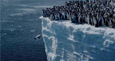 Πιγκουινάκια βουτούν από 15 μέτρα ύψος για το πρώτο τους μπάνιο στον Νότιο Ωκεανό | Δείτε εκπληκτικό βίντεο