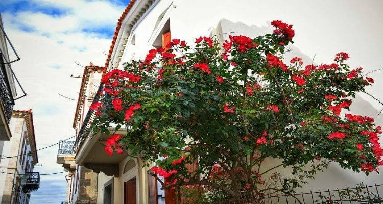 &laquo;&Mu;&pi;&lambda;&epsilon;&raquo;: Έ&kappa;&theta;&epsilon;&sigma;&eta; &alpha;&pi;ό &tau;&eta; &phi;&omega;&tau;&omicron;&gamma;&rho;&alpha;&phi;&iota;&kappa;ή &omicron;&mu;ά&delta;&alpha; &Lambda;ή&mu;&nu;&omicron;&upsilon;