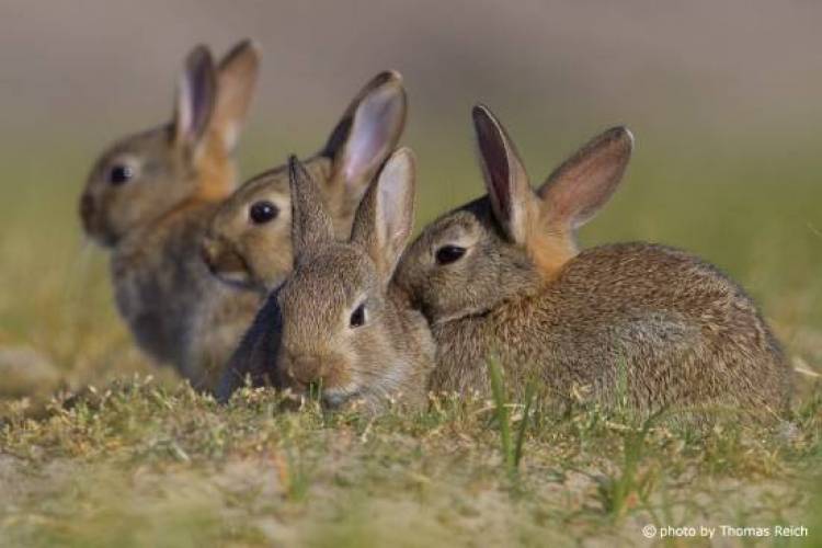 &Xi;&epsilon;&kappa;&iota;&nu;ά&epsilon;&iota; &sigma;ή&mu;&epsilon;&rho;&alpha; &eta; &epsilon;&pi;΄ &alpha;&mu;&omicron;&iota;&beta;ή &delta;ί&omega;&xi;&eta; &tau;&omega;&nu; &alpha;&gamma;&rho;&iota;&omicron;&kappa;&omicron;ύ&nu;&epsilon;&lambda;&omega;&nu; &sigma;&tau;&eta; &Lambda;ή&mu;&nu;&omicron;