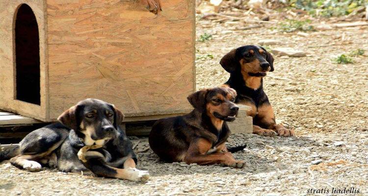 &Epsilon;&gamma;&kappa;&alpha;&tau;ά&lambda;&epsilon;&iota;&psi;&epsilon; &tau;&omicron; &sigma;&kappa;ύ&lambda;&omicron; &tau;&omicron;&upsilon; &mu;&alpha;&zeta;ί &mu;&epsilon; &tau;&omicron; &beta;&iota;&beta;&lambda;&iota;ά&rho;&iota;&omicron; | &Alpha;&nu;&alpha;&kappa;&omicron;ί&nu;&omega;&sigma;&eta; &alpha;&pi;ό &tau;&omicron; &Phi;&iota;&lambda;&omicron;&zeta;&omega;&iota;&kappa;ό &Sigma;&omega;&mu;&alpha;&tau;&epsilon;ί&omicron; &Lambda;ή&mu;&nu;&omicron;&upsilon;
