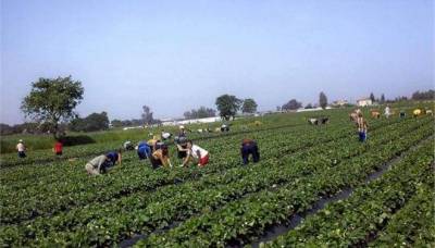 Πυροβόλησαν 200 μετανάστες στη Μανωλάδα επειδή ζήτησαν τα μεροκάματά τους