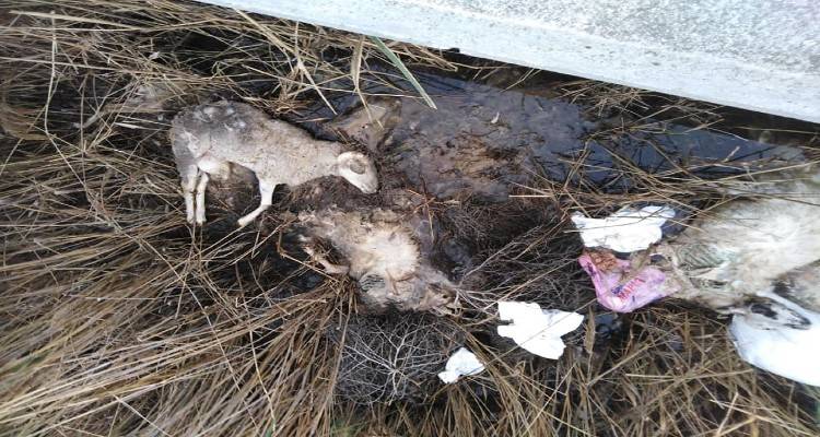 Κοντιάς: Πετούν ψόφια ζώα σε ρέματα | Ανακοίνωση Πρόεδρου