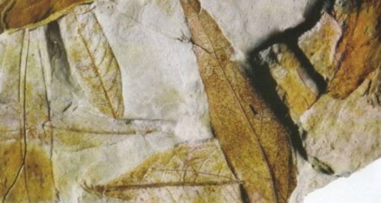 Ένα θαύμα της φύσης, το Απολιθωμένο Δάσος της Λήμνου