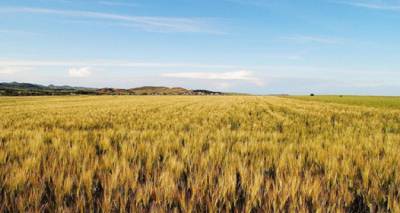 &Tau;&omicron; &sigma;&iota;&tau;ά&rho;&iota; &Lambda;ή&mu;&nu;&omicron;&upsilon; &sigma;&upsilon;&mu;&beta;ά&lambda;&lambda;&epsilon;&iota; &sigma;&tau;&eta; &mu;&epsilon;ί&omega;&sigma;&eta; &tau;&omicron;&upsilon; &pi;&epsilon;&rho;&iota;&beta;&alpha;&lambda;&lambda;&omicron;&nu;&tau;&iota;&kappa;&omicron;ύ &alpha;&pi;&omicron;&tau;&upsilon;&pi;ώ&mu;&alpha;&tau;&omicron;&sigmaf; (&beta;ί&nu;&tau;&epsilon;&omicron;)