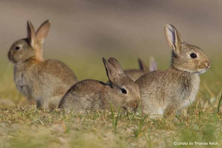 &Phi;ό&beta;&omicron;&iota; &gamma;&iota;&alpha; &lambda;&epsilon;ϊ&sigma;&mu;&alpha;&nu;ί&alpha; &sigma;&tau;&alpha; &alpha;&gamma;&rho;&iota;&omicron;&kappa;&omicron;ύ&nu;&epsilon;&lambda;&alpha;