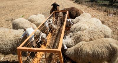 Ξεκινούν οι 10 κρίσιμες ημέρες μάχης κατά της ευλογιάς των αιγοπροβάτων