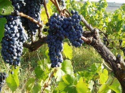 &Alpha;&rho;&chi;ί&zeta;&omicron;&upsilon;&nu; έ&lambda;&epsilon;&gamma;&chi;&omicron;&iota; &kappa;&alpha;&iota; &alpha;&pi;&omicron;&tau;ί&mu;&eta;&sigma;&eta; &tau;&omega;&nu; &zeta;&eta;&mu;&iota;ώ&nu; &sigma;&tau;&iota;&sigmaf; &kappa;&alpha;&lambda;&lambda;&iota;έ&rho;&gamma;&epsilon;&iota;&epsilon;&sigmaf; &tau;&eta;&sigmaf; &Lambda;ή&mu;&nu;&omicron;&upsilon; &alpha;&pi;ό &tau;&omicron;&nu; &Epsilon;&Lambda;&Gamma;&Alpha;