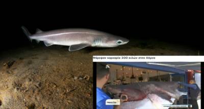 &Kappa;&alpha;&tau;&alpha;&gamma;&gamma;&epsilon;&lambda;ί&alpha; iSea: &Pi;&rho;&omicron;&sigma;&tau;&alpha;&tau;&epsilon;&upsilon;ό&mu;&epsilon;&nu;&omicron; &epsilon;ί&delta;&omicron;&sigmaf; &omicron; &kappa;&alpha;&rho;&chi;&alpha;&rho;ί&alpha;&sigmaf; &pi;&omicron;&upsilon; &alpha;&lambda;&iota;&epsilon;ύ&theta;&eta;&kappa;&epsilon;  &alpha;&nu;&omicron;&iota;&chi;&tau;ά &tau;&eta;&sigmaf; &Lambda;ή&mu;&nu;&omicron;&upsilon;