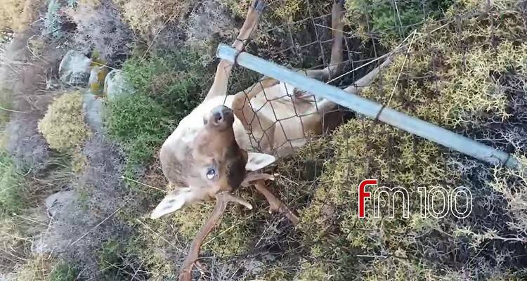 Λήμνο: Διάσωση πλατωνιού