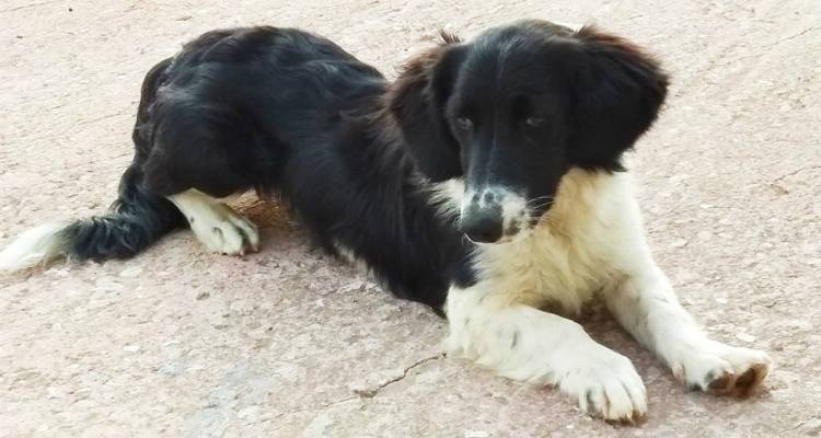 &Alpha;&upsilon;&tau;ό &tau;&omicron; &sigma;&kappa;&upsilon;&lambda;ί &psi;ά&chi;&nu;&epsilon;&iota; &tau;&omicron;&nu; &iota;&delta;&iota;&omicron;&kappa;&tau;ή&tau;&eta; &tau;&omicron;&upsilon; (photos)