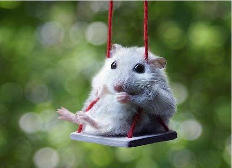 Εγώ, το χάμστερ κι ο Σαββόπουλος